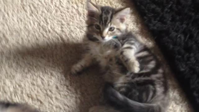 BOO BOO AND KITTY