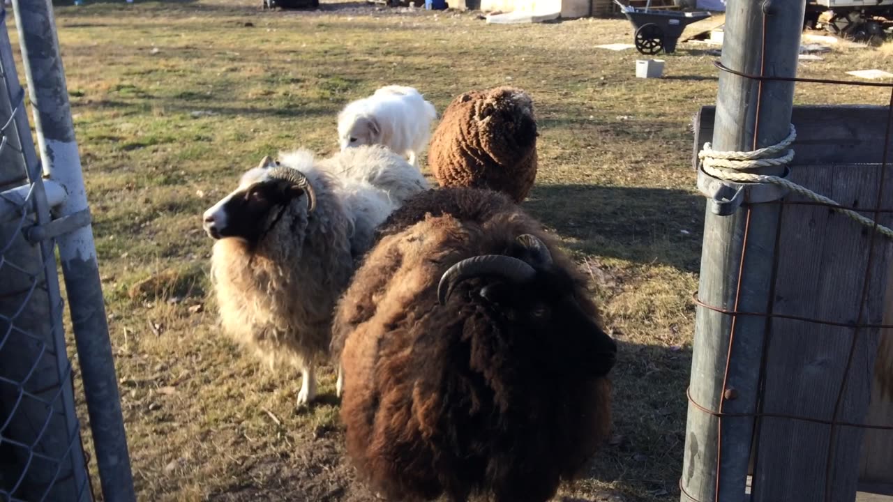 Curious Sheep