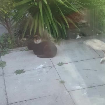 Cats Asleep in Lovely Weather 😍