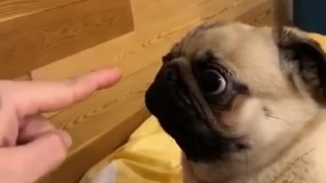 Angry puppy bites finger of his master