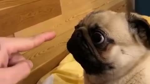 Angry puppy bites finger of his master