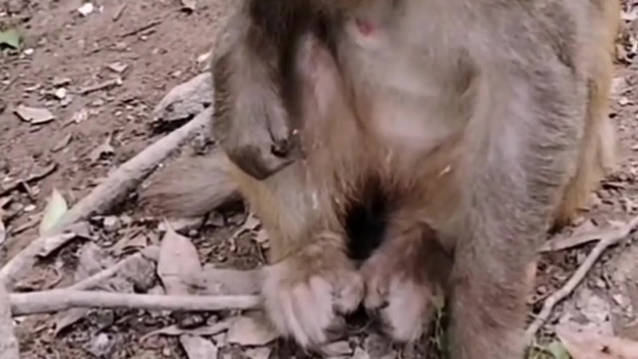 Monkey baby video