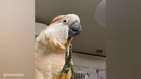 Parrots Days 🦜 🤣 Best Compilation