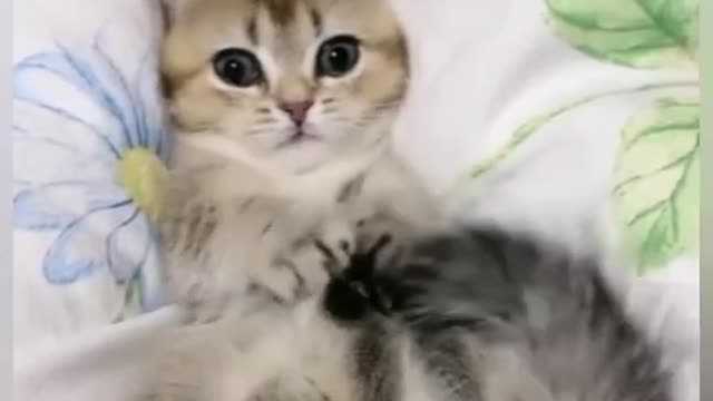 Lindos e espertos