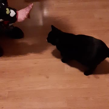 3 Cat Tricks in Under 30 Seconds!