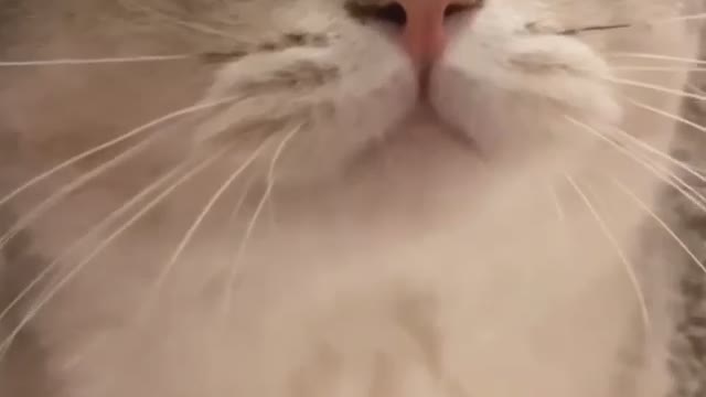 this cat's voice is so cute