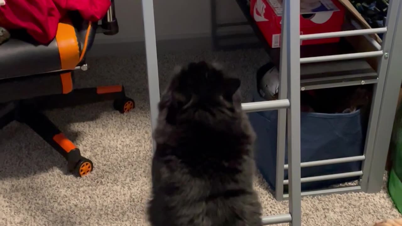 Cat Climbs Ladder Like A Human