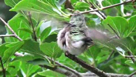 Hummingbird