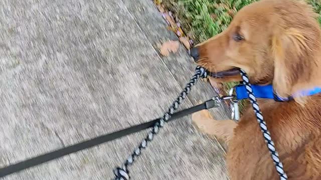 Cute Golden Retriever puppy helps walk his sister