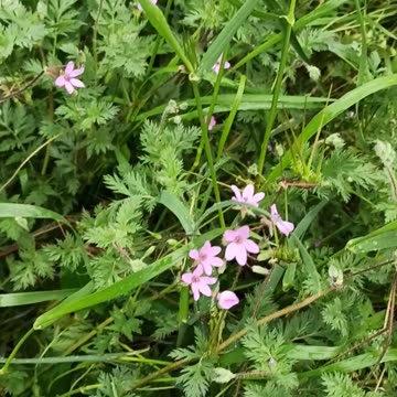 Tiny wild flowers