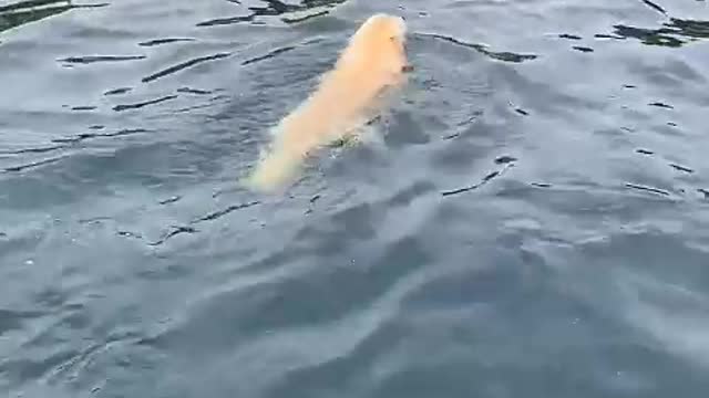 In the past, a person felt very lonely. Now a dog is much happier.