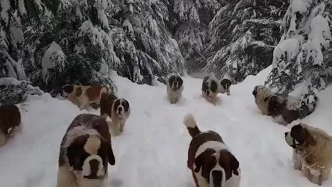 Dogs Enjoying the Snow