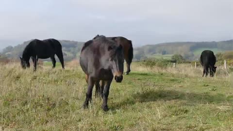 a herd of horses in the pasture.