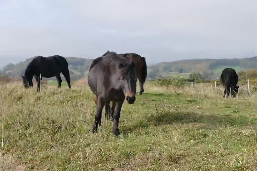 a herd of horses in the pasture.