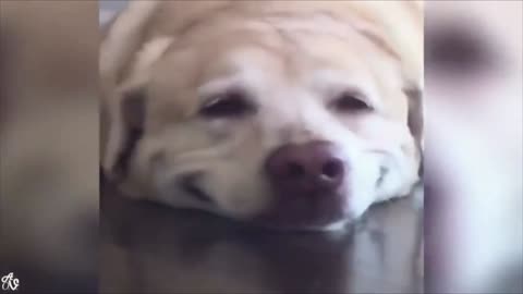 Have you ever seen a Dog Smiling? If not, then check this out