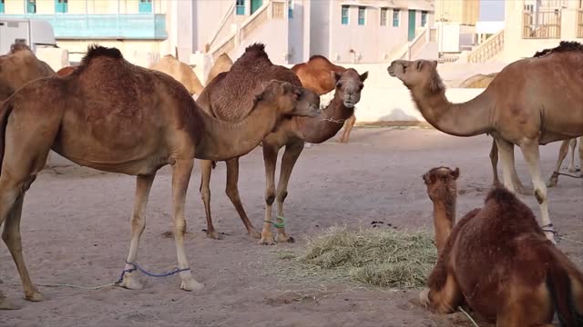 Camels eats hay at Souq Waqif market in Doha Qatar Doha capital and most populous city in Qatar