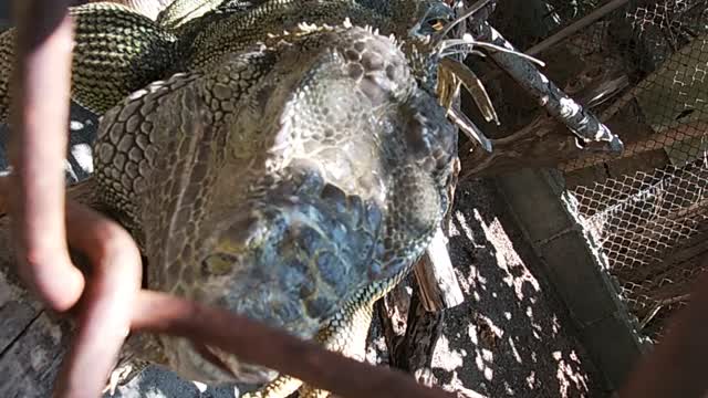 iguana in a cage
