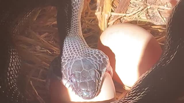 Black Snake Devouring an Egg