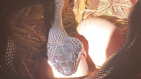 Black Snake Devouring an Egg