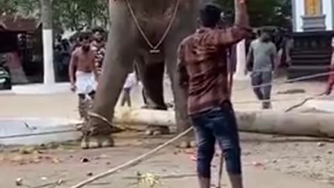 A very big elephant attecing in crowd