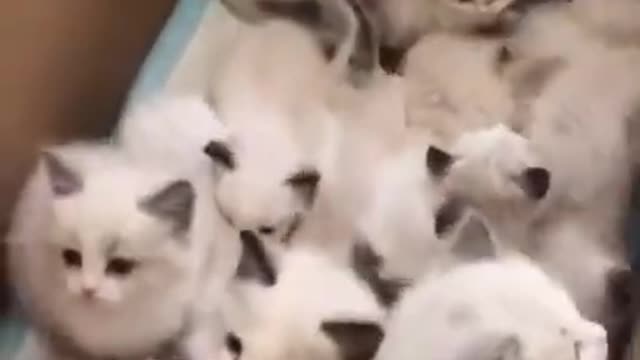 Lovely Cat, black cat, cats, funny cats, funny cat videos 1674