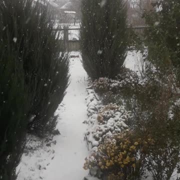 Snowy Garden