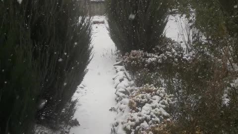 Snowy Garden