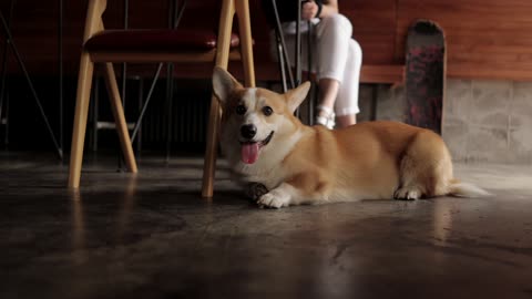 Dog Lying On the Floor