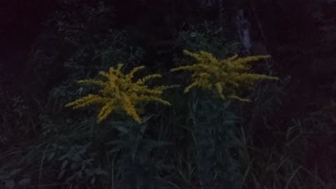 Goldenrod