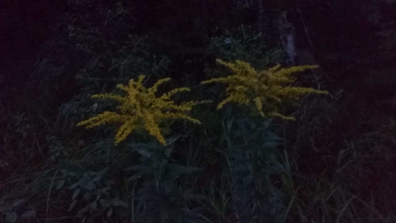 Goldenrod