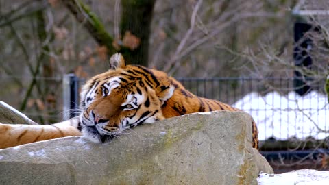 Tiger 4K Video - Wildlife Video - pets World