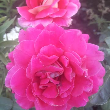 Unusual color of roses