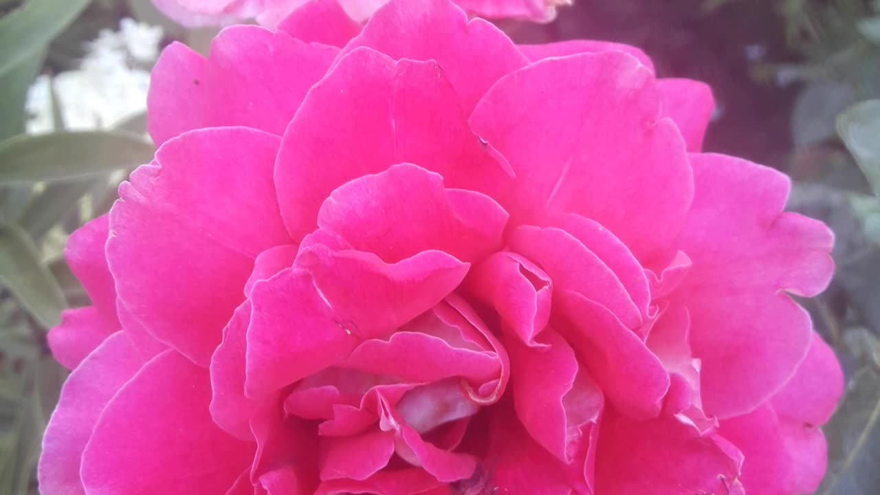 Unusual color of roses