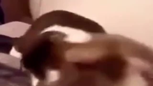 Funniest husband cat bitten by wife