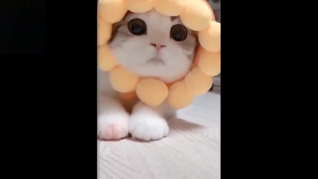 Cat wants to be a flower