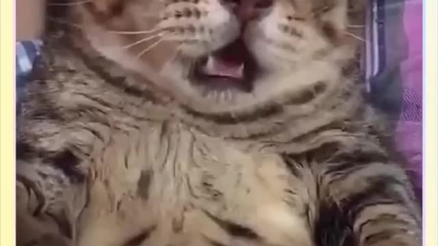 Funny cat video, it healed me!