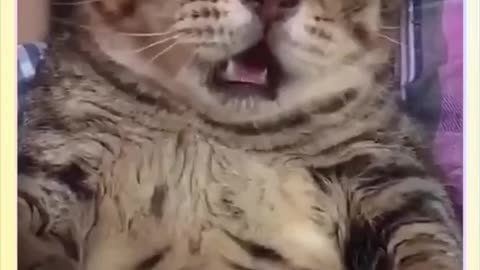 Funny cat video, it healed me!