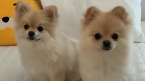 Cute baby Dog Video