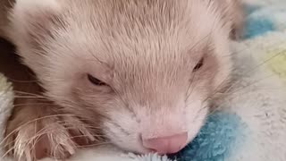 A very sleepy ferret!!