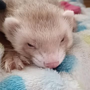 A very sleepy ferret!!
