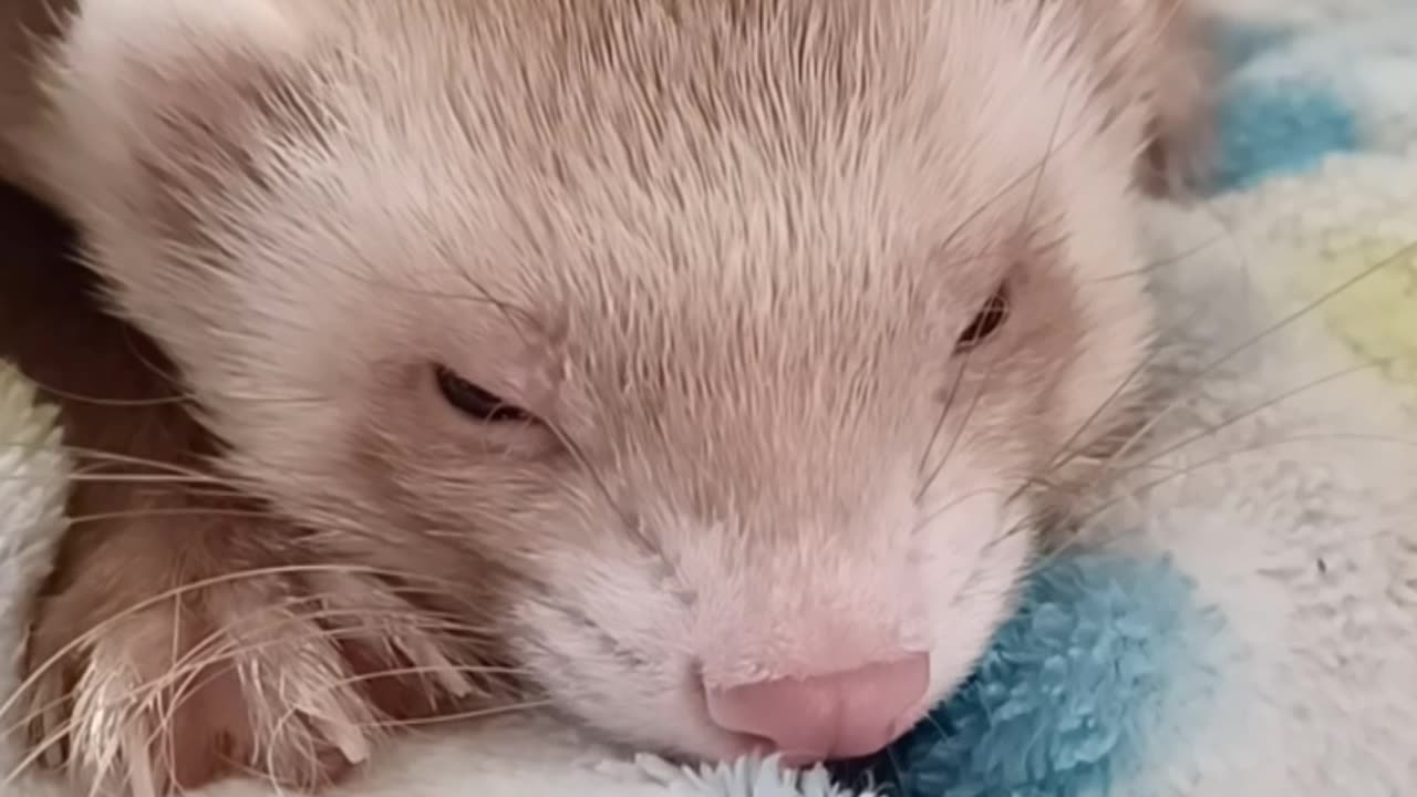 A very sleepy ferret!!