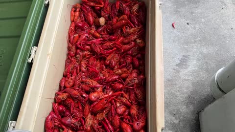 CRAYFISH PARTY AT KAG PLAQUEMINE LOUISIANA USA