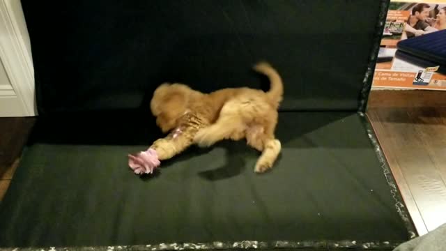 Mini goldendoodle Nala - 10 weeks old - Part 2