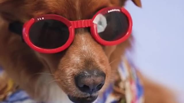 Dog with glasses 🤓😍🕶️