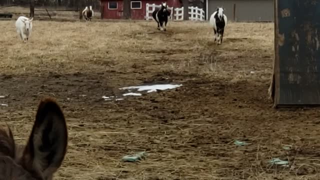 Huge Pregnant Goat is Impressively Wide