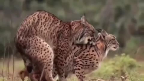 Cute animal behavior makes you happy