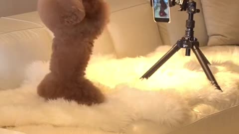 cuttest puupy || amazing movement ||😘😁