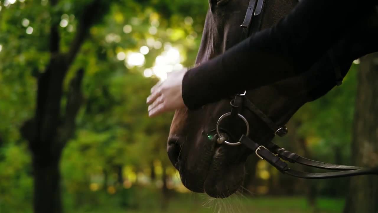 Closeup view of unrecognizable woman's hand stroking brown horse