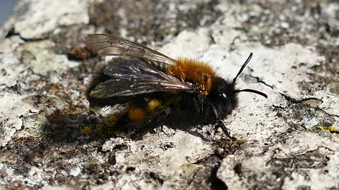 Bee Insect Honey Nature Animal Macro Pollen Hive