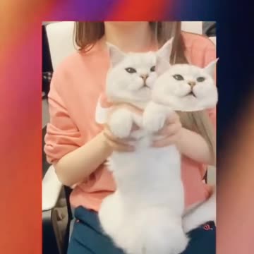 Cats and girls for love funny video